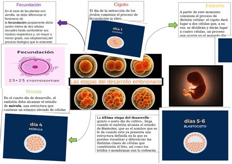 Transmitir En Progreso Limpiar Cuales Son Las Etapas Del Desarrollo