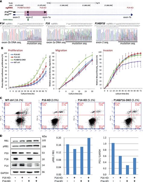 Frontiers Cdkn A Deletion Leading To Hematogenous Metastasis Of Human