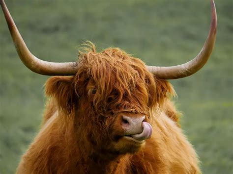 What’s the Difference between Cow and Ox? – AllDifferences