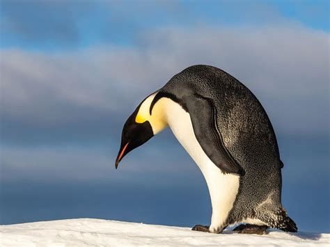 Where Do Emperor Penguins Live? (Habitat + Distribution) | Birdfact