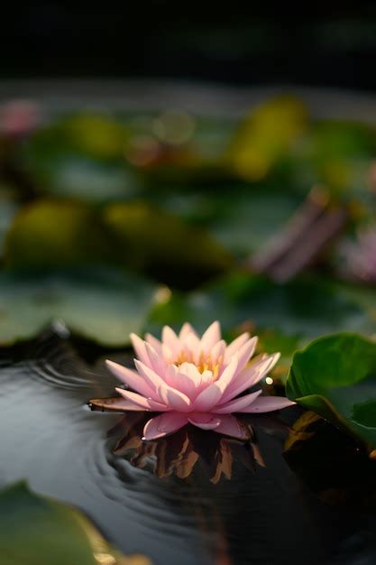 Premium Photo Beautiful Lotus Flower On The Water After Rain In Garden