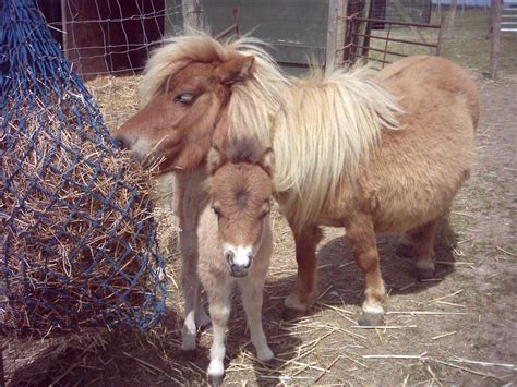 Miniature Ponies - EarthMagic Rare Breeds and Crafts