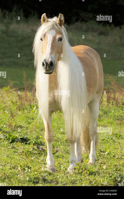 Haflinger Horse Mare With Long Mane Stock Photo 37235899 Alamy