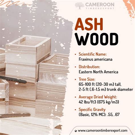 Ash Wood: Properties, Characteristics & Uses