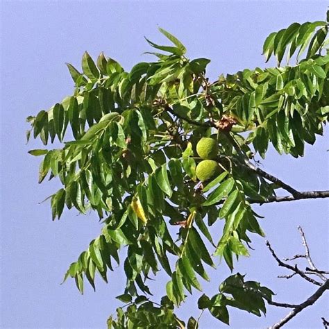 Black Walnut: A Beauty and a Beast Among Trees - Quirky Science