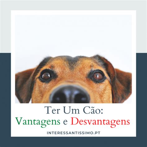 As Vantagens e Desvantagens de Ter Um Cão Jornal E