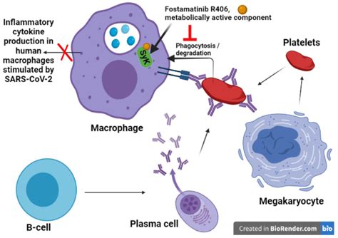 Activity Of Fostamatinib In Decreasing Thrombocytopenia The