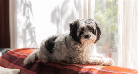 Les races de chien qui détestent les trajets en voiture