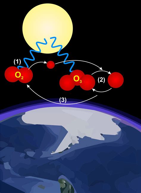 Ozoneoxygen Cycle In The Ozone Layer 1 Oxygen Photolyzed To Atomic