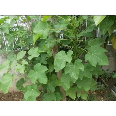 Tuba Tuba Herbal Plant 10leaves Shopee Philippines