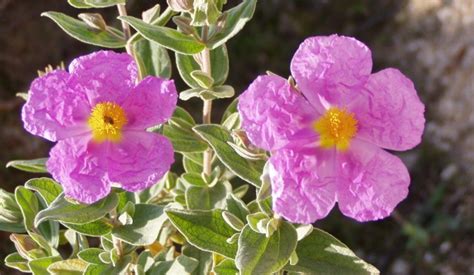 Zistrosenkraut Cistus Incanus Graubehaarte Zistrose Genannt