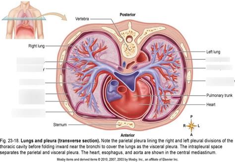 Transverse View Of Thoracic Cavity Diagram Quizlet