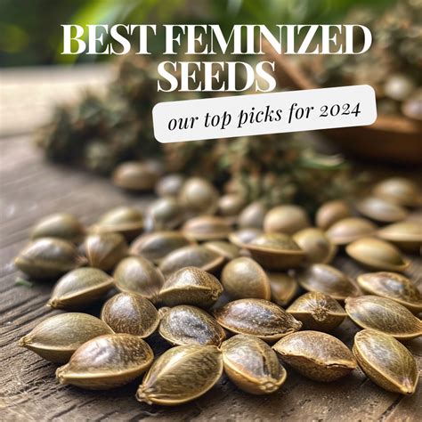 Best Feminized Seeds Female Weed Seeds To Grow In Dabbin Dad