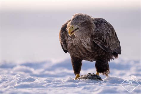 Voyage Photo Les Oiseaux Et Mammif Res Dhokkaido En Hiver