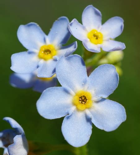 Water Forget Me Not Uk Plants And Trees Inaturalist