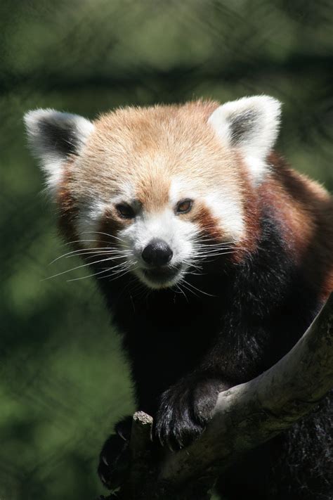 Sikkim Red Panda Winter Festival A Package Of Cultural Experience A