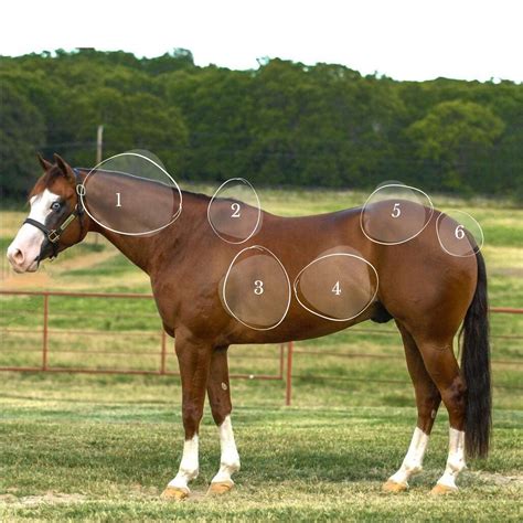 Henneke body condition scores are essential for horse health 24