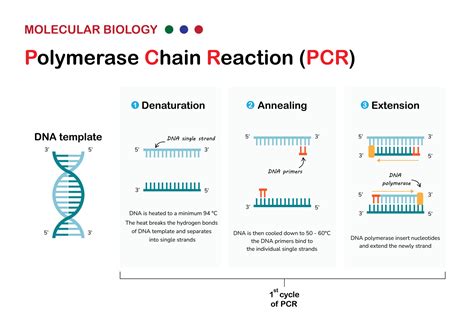 Vector Molecular Biology