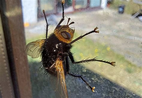 Huge yellow-headed fly comes under scrutiny | Guernsey Press