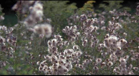 A Midsummer Night S Sex Comedy Blu Ray Woody Allen