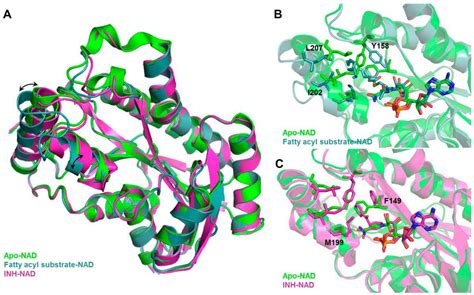 Understand Protein Structure With Ribbon Diagrams