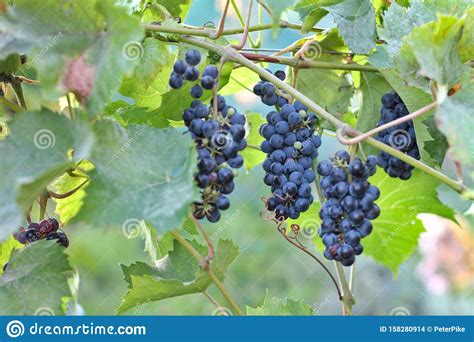 Uve Scure Mature Appese Alla Vite Raccolta Di Vino Rosso Futuro Nel