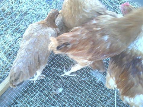 Red Sex Link Crosses BackYard Chickens Learn How To Raise Chickens