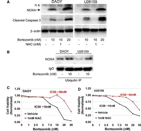 Bortezomib Mediated Accumulation Of Pro Apoptotic Protein Noxa Triggers