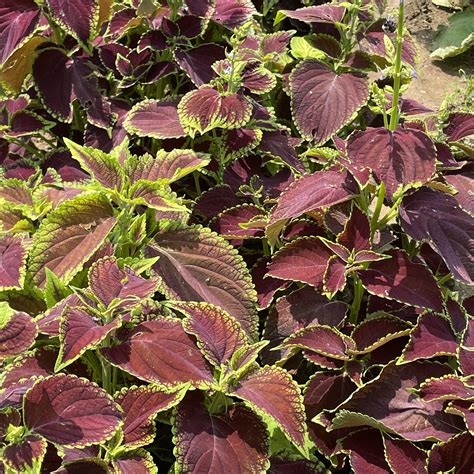 Rainbow Mix Coleus Seeds Hudson Valley Seed Company