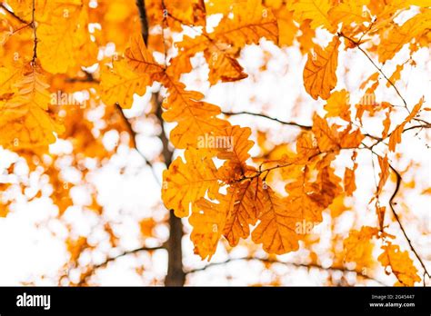 Beautiful Oak Tree Branch With Yellow And Green Leaves Hi Res Stock