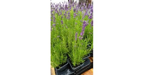 Разсад Лавандула Lavandula Angustifolia Ellagance Purple