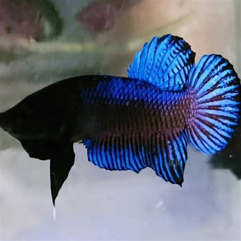 Jual HIASAN AQUARIUM BETTA FISH MURAH CUPANG ADUAN IKAN CUPANG BAGAN ...