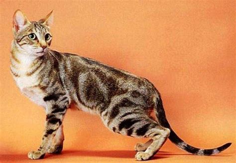 Razze di gatti più rari del mondo che si possono vedere solo in copertina