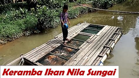 Keramba Ikan Nila Sungai Youtube