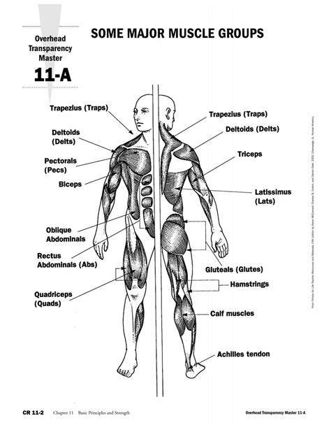 SOME MAJOR MUSCLE GROUPS