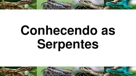 Pdf Conhecendo As Serpentes Origem Evolutiva Das Serpentes As