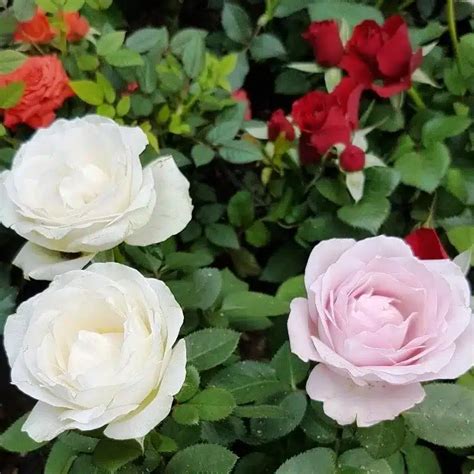 Miniature Roses - Burbank House & Garden