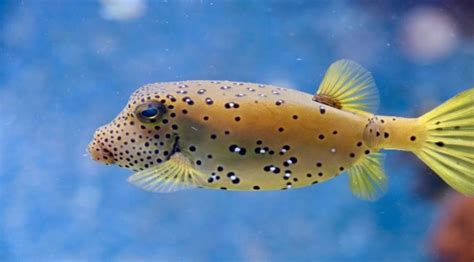 12 Interesting Puffer Fish Facts for Kids (2023 Updated)