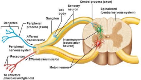 Pathophysiology Week 12 Altered Neural Transmission PNS Flashcards