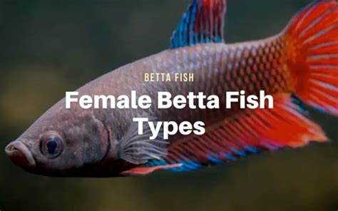 Female Betta Fish Types - The Aqua Advisor