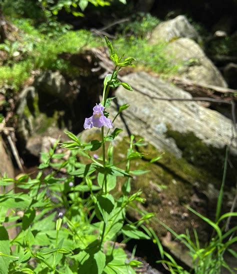 Forest Floor Plants | Trailside Museums and Zoo