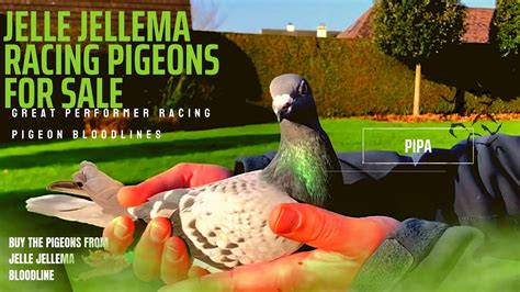 Racing Pigeon From Jelle Jellema Bloodline In Pipa Pigeons Paradise