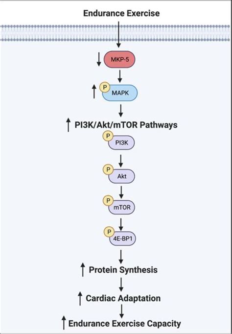 Figure From The Role Of Map Kinase Phosphatase In Cardiac