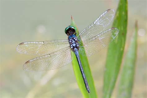 Nature Photography Singapore Odonata Dragonfly 37 Chalybeothemis