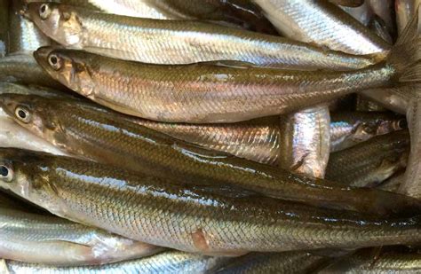 Smelt Fish Facts: Profile, Description, Traits, Recipe, Range - SeaFish