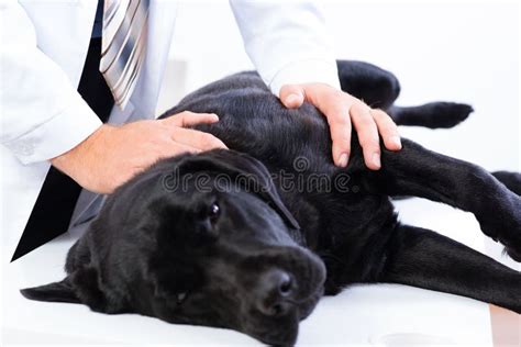 Vet Checks The Health Of A Cat Stock Photo Image Of Health Person