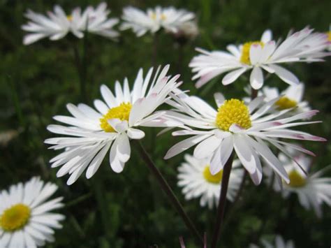 El Top 100 Imagen Tipos De Flores Blancas Y Sus Nombres Abzlocal Mx