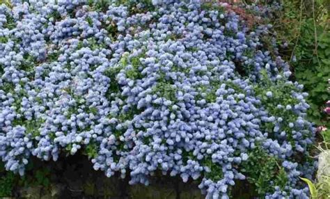 Couvre Sols Persistants Qu Il Faut Avoir Dans Son Jardin Couvre