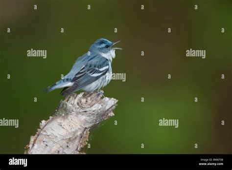 Cerulean Warbler Hi Res Stock Photography And Images Alamy