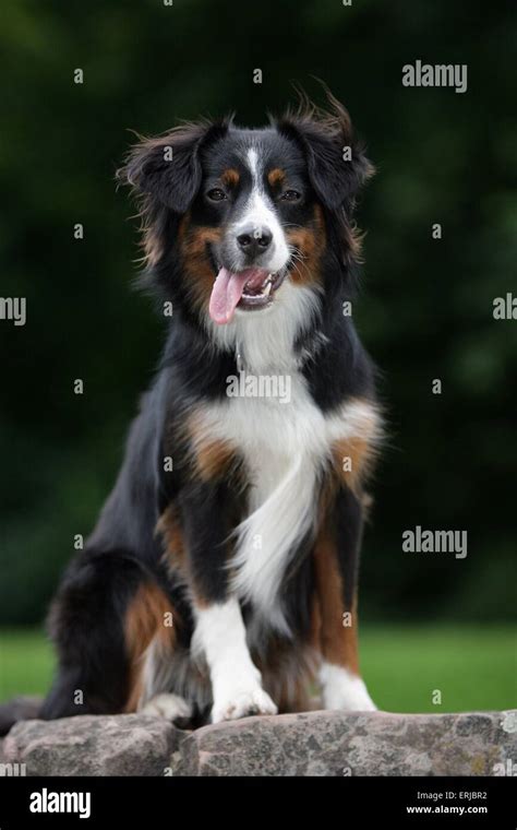 Miniature Australian Shepherd Stock Photo - Alamy